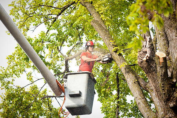 Professional Tree Service in Gueydan, LA